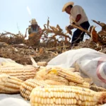 Agricultores de EU presionan en Washington por la prohibición de México de usar maíz transgénico