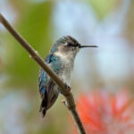 El ave mas pequeña del mundo El colibrí abeja